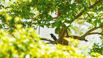 Nature provides shelter and food for birds and birds help to maintain the biodiversity in return by pollinating flowers and spreading seed.